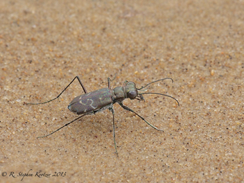 Cicindela trifasciata